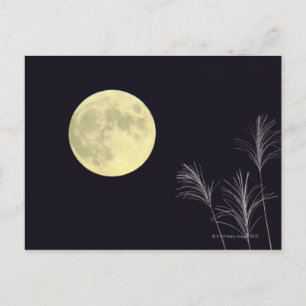 Japanese Pampas Grass 2 Postcard