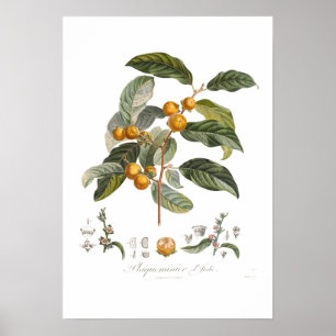 Japanese persimmon poster