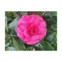 Japanese Pink Camellia Postcard