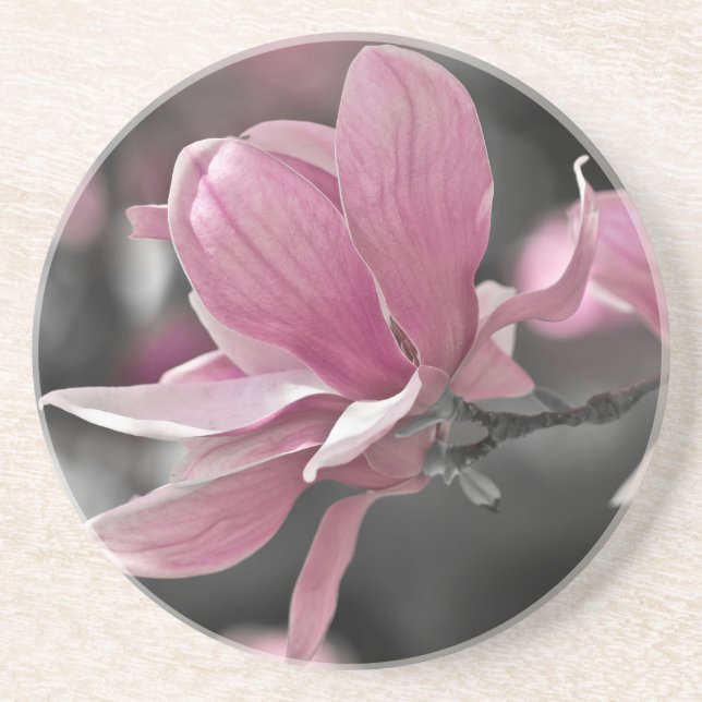 Japanese Pink Saucer Magnolia Coaster (Front)