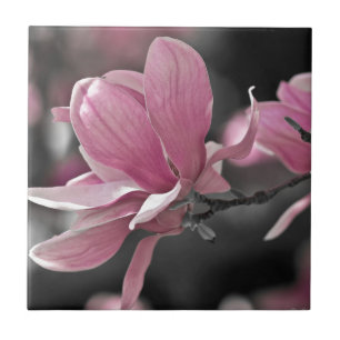 Japanese Pink Saucer Magnolia Tile