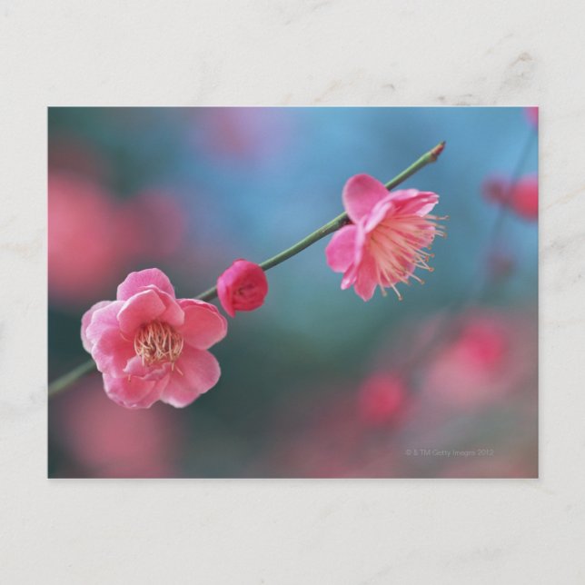 Japanese plum 4 postcard (Front)