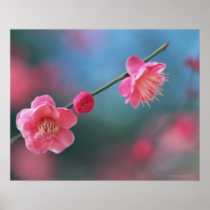 Japanese plum 4 poster