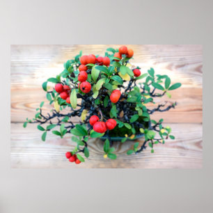 Japanese Pyracantha Bonsai Tree Photo Poster