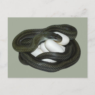 Japanese Rat Snake, beautifull and caring mother! Postcard