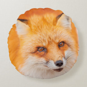 Japanese red fox resting, sleeping and playing in  round cushion
