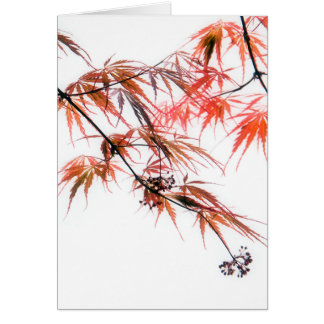 Japanese Red Maple Art Photography L