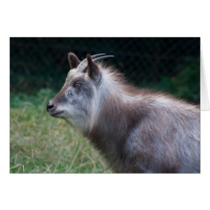 Japanese Serow