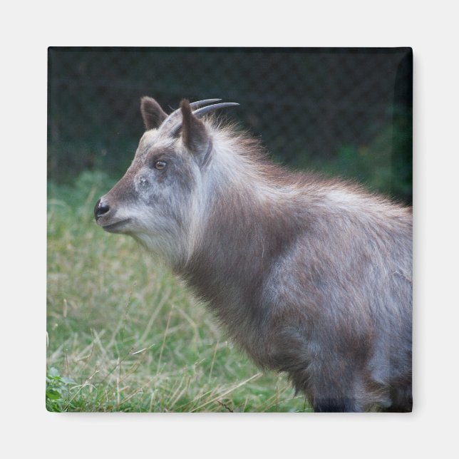 Japanese Serow Magnet (Front)