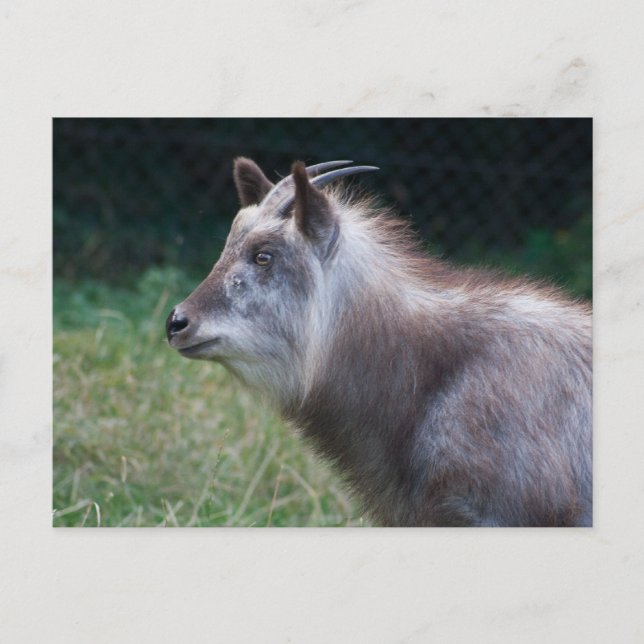 Japanese Serow Postcard (Front)