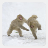 Japanese Snow Monkey cubs playing on snow