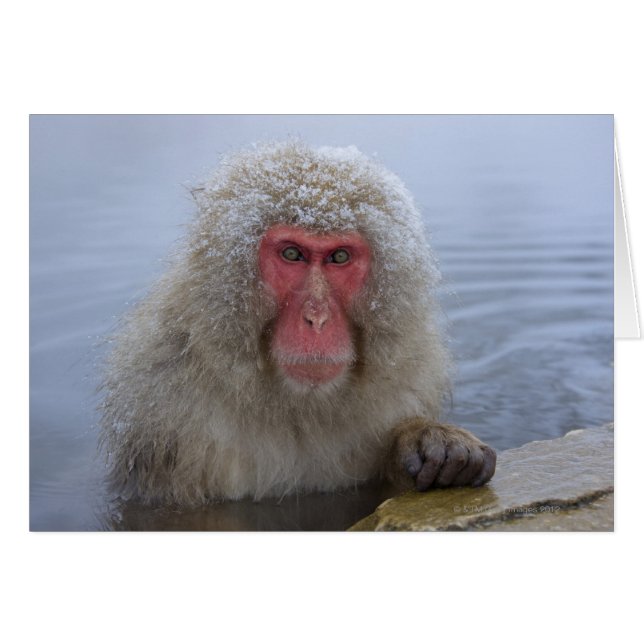 Japanese Snow Monkey in hotspring (Front Horizontal)