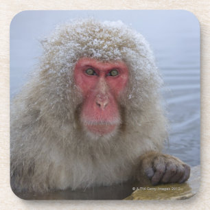 Japanese Snow Monkey in hotspring Coaster