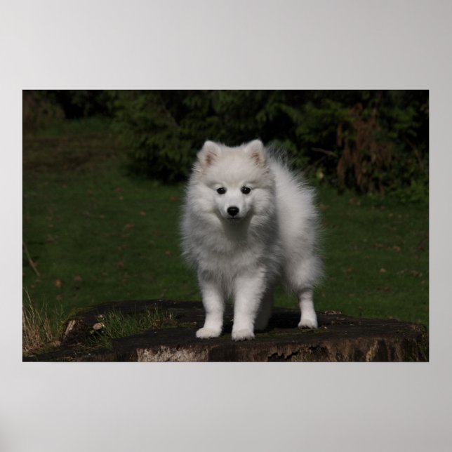 Japanese Spitz/American Eskimo puppy Poster (Front)
