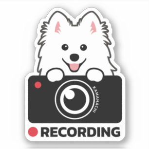 Japanese Spitz Dashcam Warning vinyl sticker