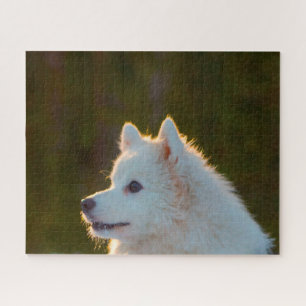 Japanese Spitz Dog. Jigsaw Puzzle