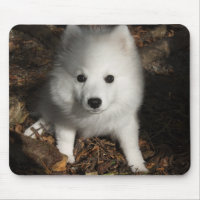Japanese Spitz puppy