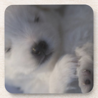 Japanese Spitz sleeping puppy Coasters