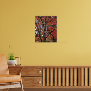 Japanese Stewartia Colourful Autumn Leaves Poster