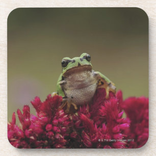 Japanese tree frog (Hyla japonica) on flowers, Coaster