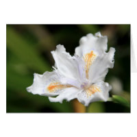 Japanese White Iris