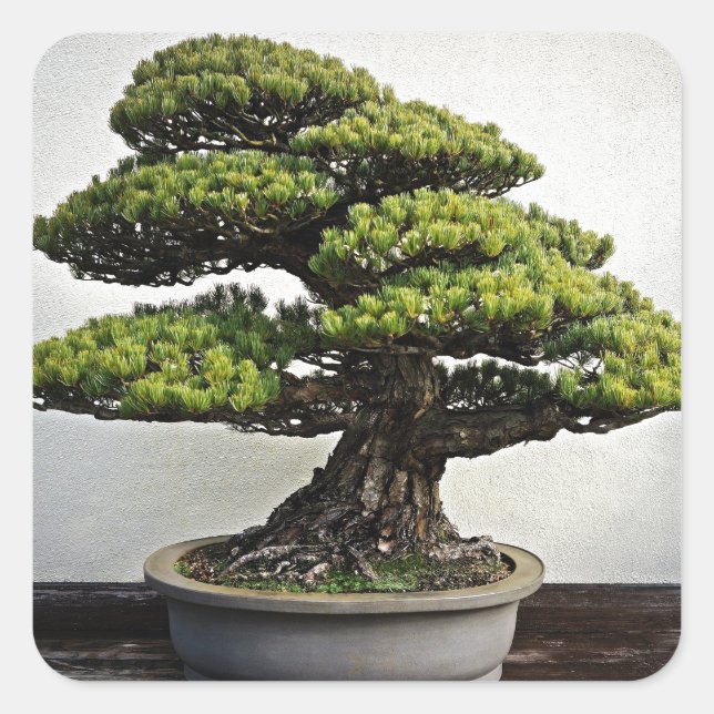 Japanese White Pine Bonsai Square Sticker (Front)