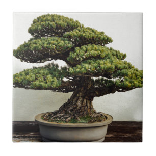 Japanese White Pine Bonsai Tree Tile