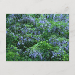 Japanese Wisteria Postcard