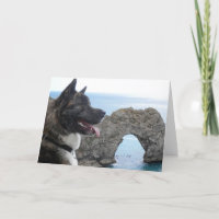 Japaness Akita