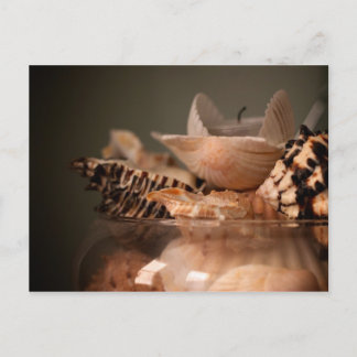 Jar of Sea Shells Postcard