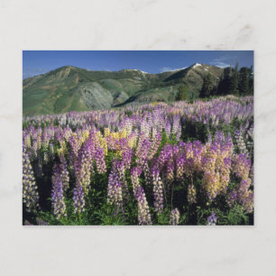 JARBIDGE WILDERNESS, NEVADA. USA. Spur lupine Postcard