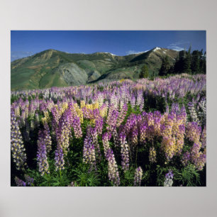 JARBIDGE WILDERNESS, NEVADA. USA. Spur lupine Poster