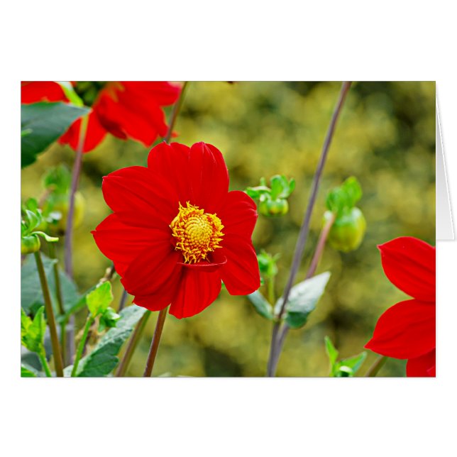 Jardin des Plantes-7 (Front Horizontal)