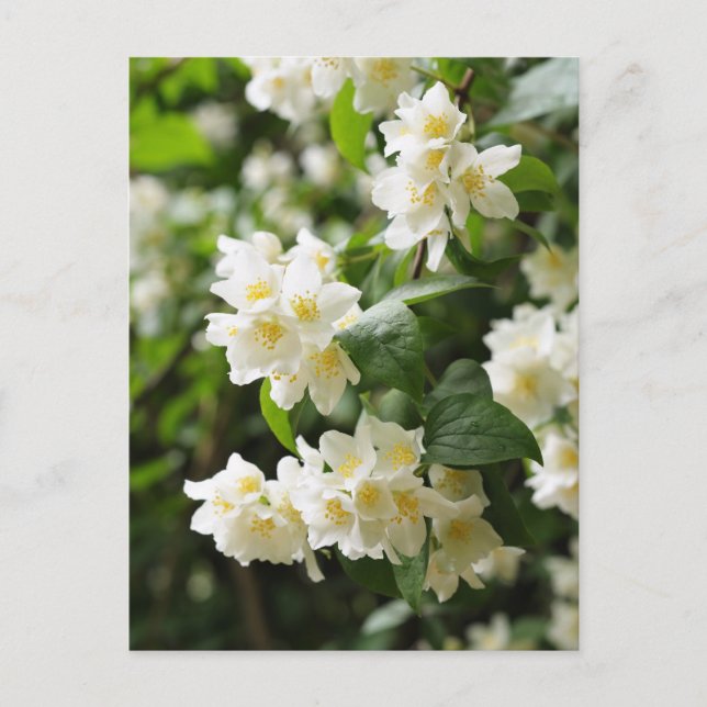 Jasmin flowers closeup postcard (Front)