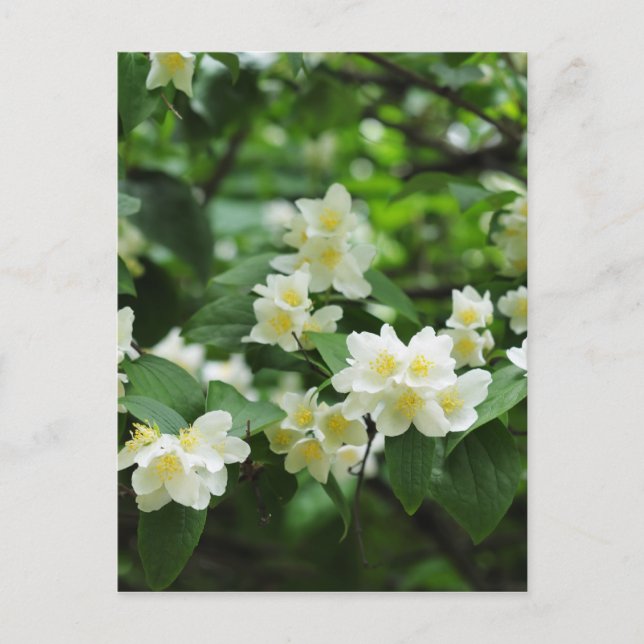 Jasmin flowers postcard (Front)