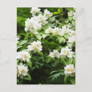 Jasmin flowers postcard
