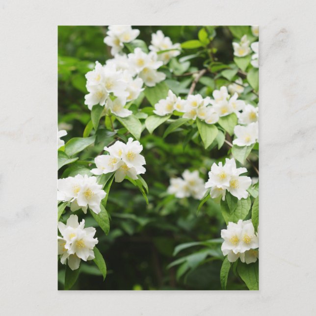 Jasmin flowers postcard (Front)