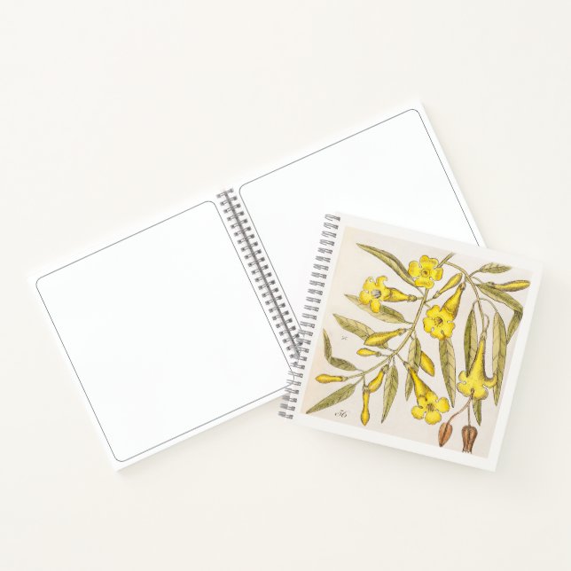 Jasmine Botanical 18th Century Art Sketchbook Notebook (Inside)