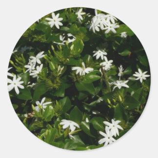 Jasmine Flowers Tropical Floral Botanical Classic Round Sticker