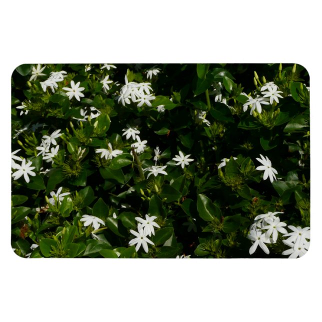 Jasmine Flowers Tropical Floral Botanical Magnet (Horizontal)