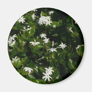 Jasmine Flowers Tropical Floral Botanical Magnet