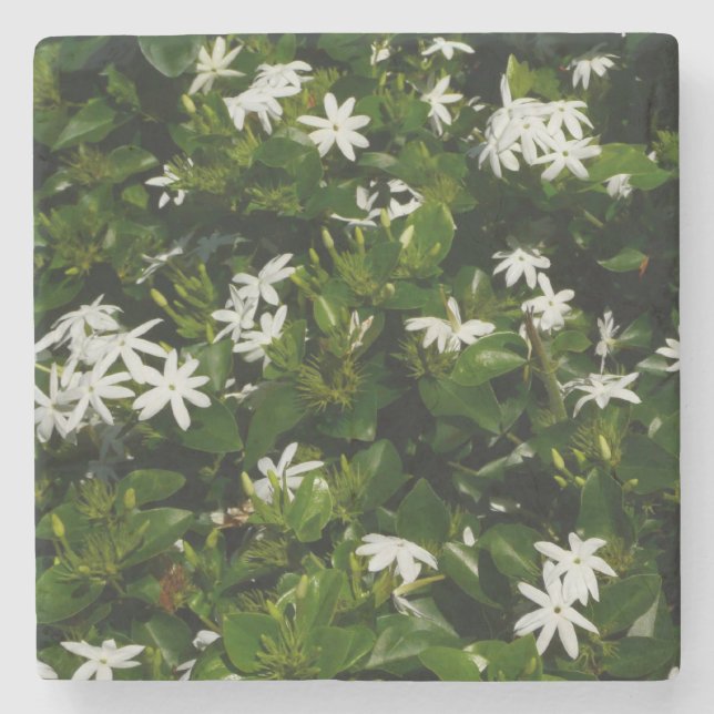 Jasmine Flowers Tropical Floral Botanical Stone Coaster (Front)