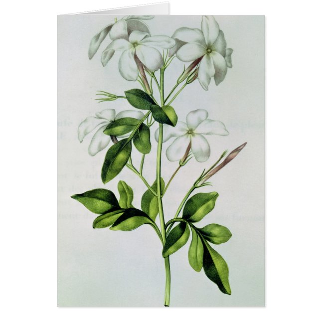 Jasmine, from 'La Guirlande de Julie' (Front)