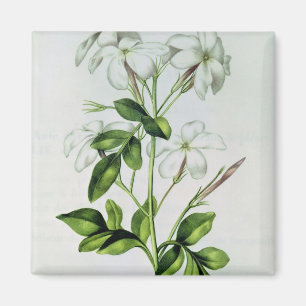 Jasmine, from 'La Guirlande de Julie' Magnet