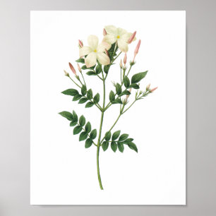 jasmine(Jasminum grandiflorum) by Redouté Poster
