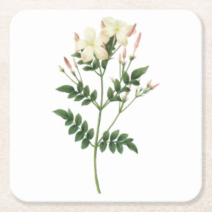 jasmine(Jasminum grandiflorum) by Redouté Square Paper Coaster