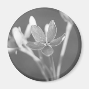 Jasmine Magnet