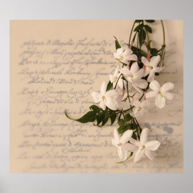 jasmine on old script handwriting poster colossal (Front)