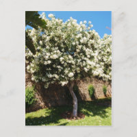 Jasmine Tree