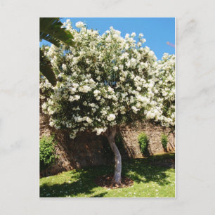 Jasmine Tree Postcard